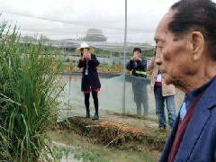 超級(jí)稻啟動(dòng)收割畝產(chǎn)1149公斤,創(chuàng)世界水稻單產(chǎn)紀(jì)錄